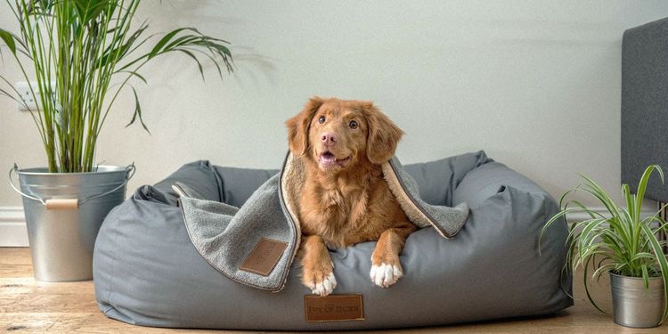 Jak je to s domácími mazlíčky v pronájmu